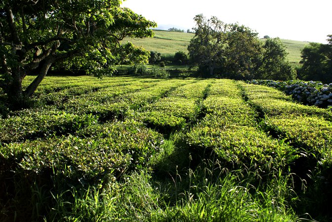 Ribeira Funda - Maia - Chá Gorreana